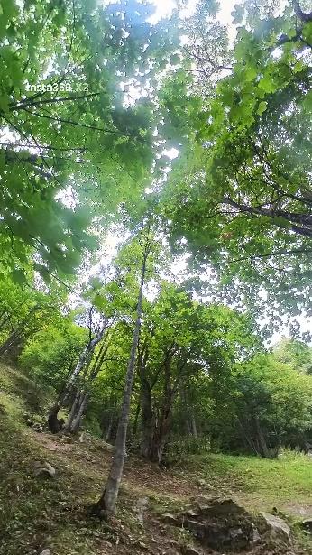 Il bosco lungo la salita da Alagna