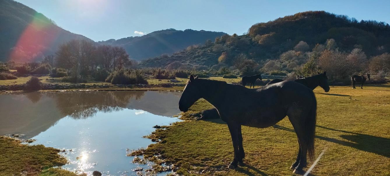 Cavalli al pascolo vicino al laghetto